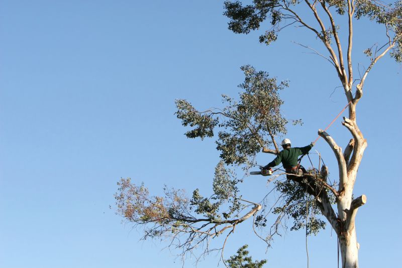 Commercial Tree Trimming in San Jose, CA