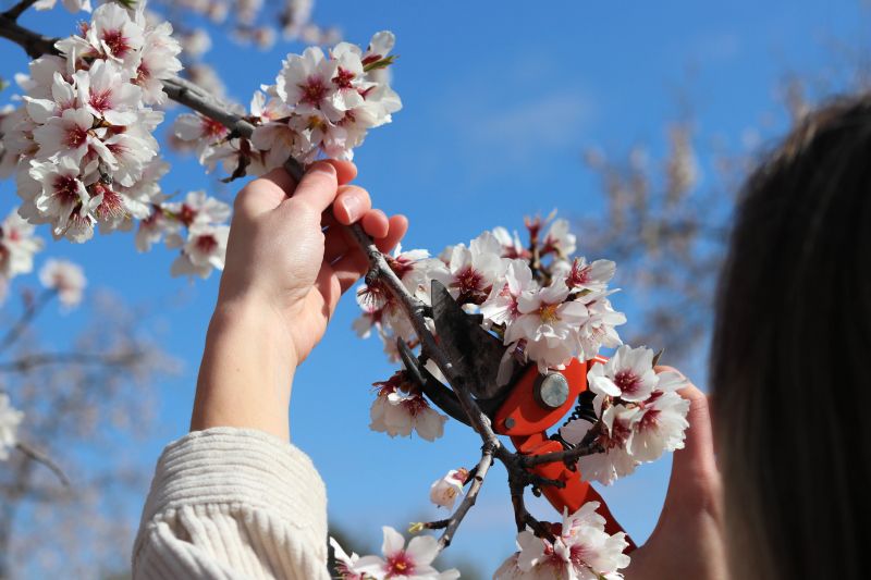 Magnolia Tree Pruning in Doylestown, PA