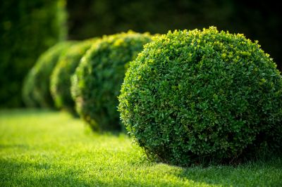 Shrub Trimming in Rockwall, TX