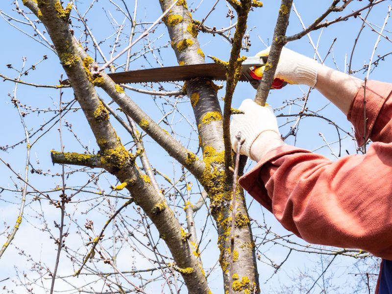 Tree Branch Cutting in Allentown, PA
