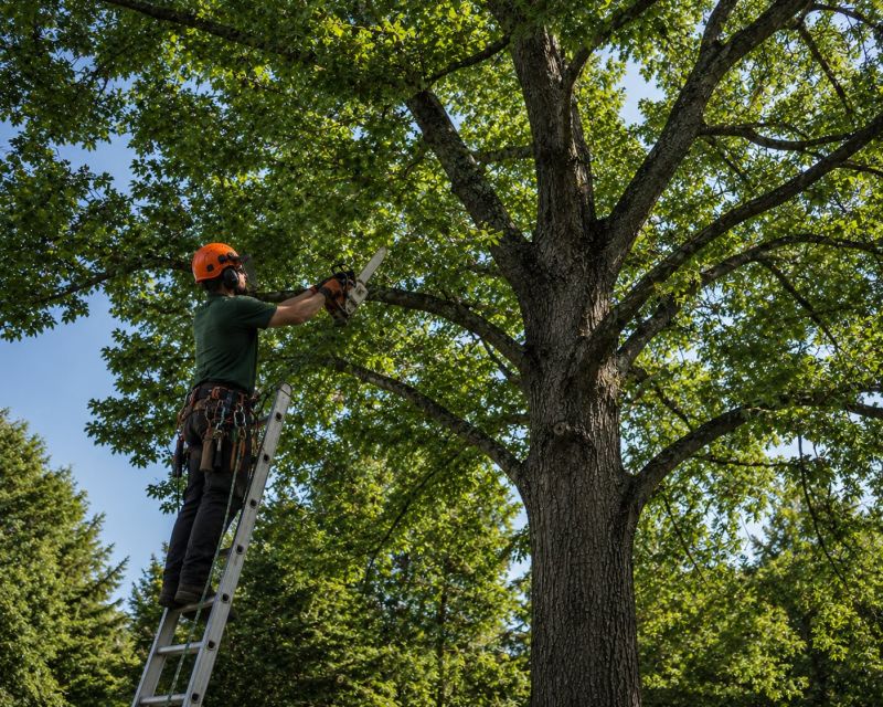 Tree Shearing in Doylestown, PA