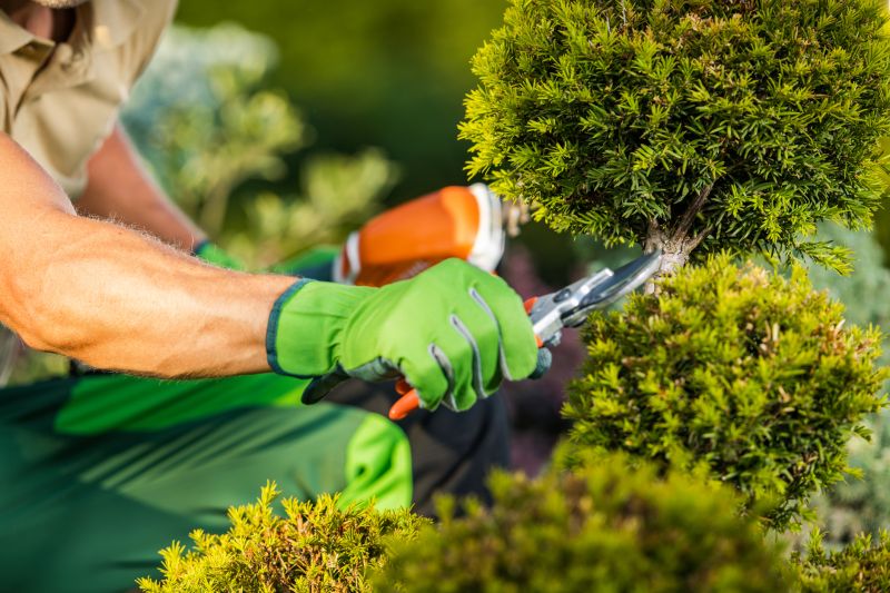 Shrub Pruning Service