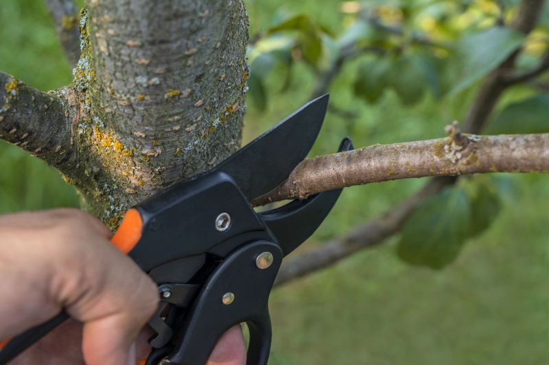 Shrub Pruning Service