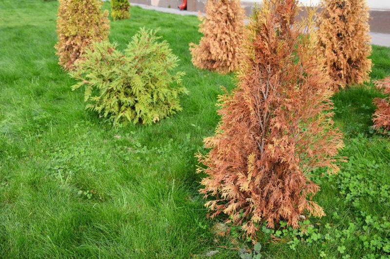 Arborvitae Pruning in Aiken, SC