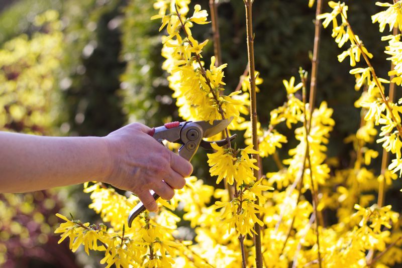 Azalea Pruning in Ventura County, CA