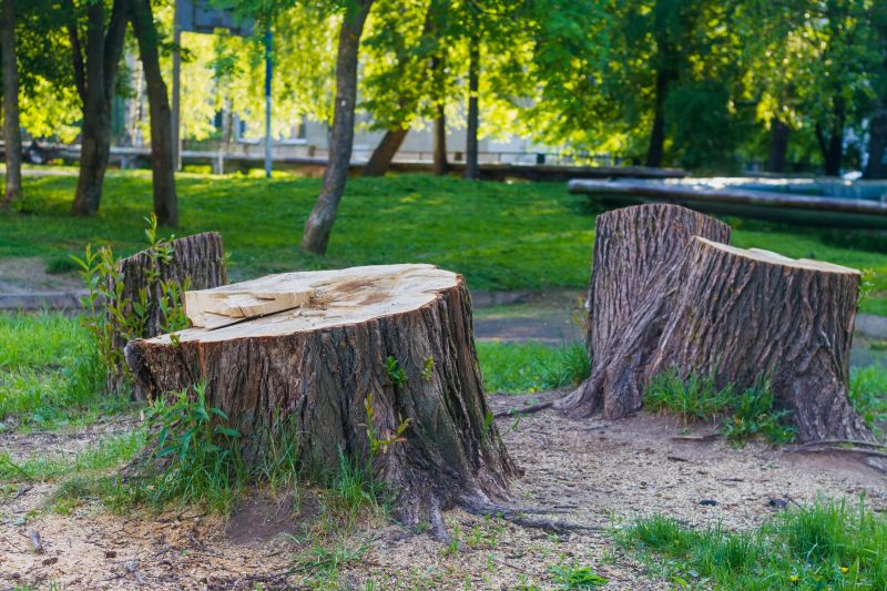 Bamboo Stump Removal in Waldorf, MD