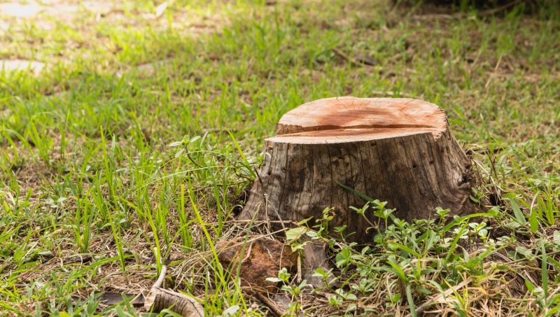 Bamboo Stump Removal in Waldorf, MD