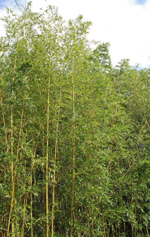 Bamboo Trimming in Rockwall, TX