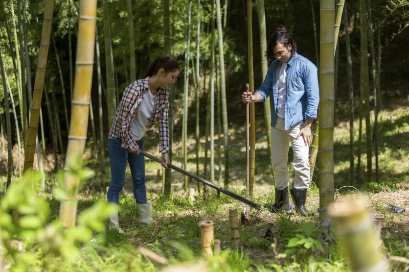 Bamboo Trimming in Aiken, SC