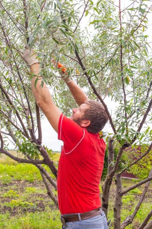 Birch Tree Pruning in Allentown, PA