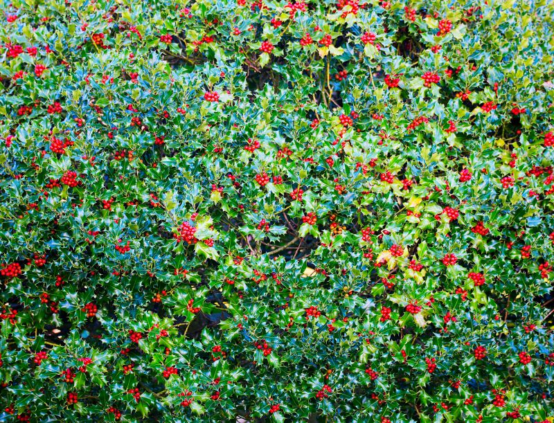 Blackberry Bush Removal in Aiken, SC