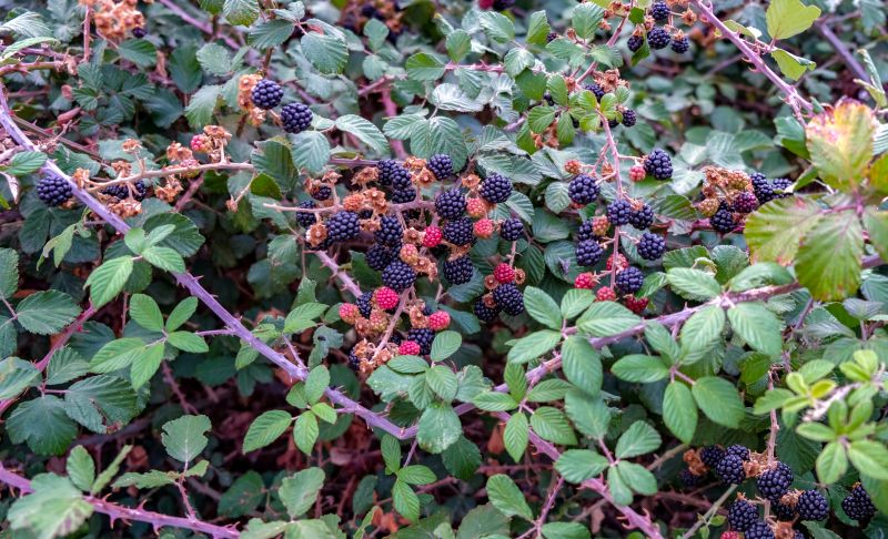 Blackberry Bush Removal in Rockwall, TX