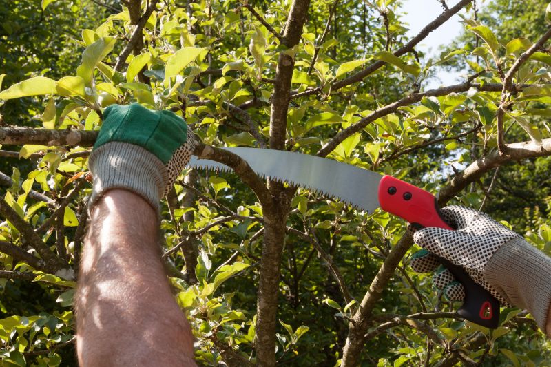 Bradford Pear Tree Pruning in Reno, NV
