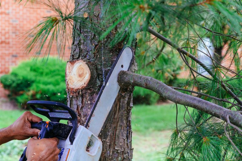 Branches Pruning in Pottstown, PA