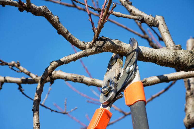 Branches Pruning in Pottstown, PA