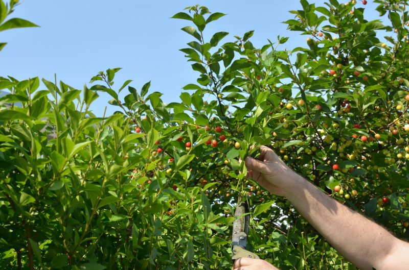 Branches Pruning in Reno, NV
