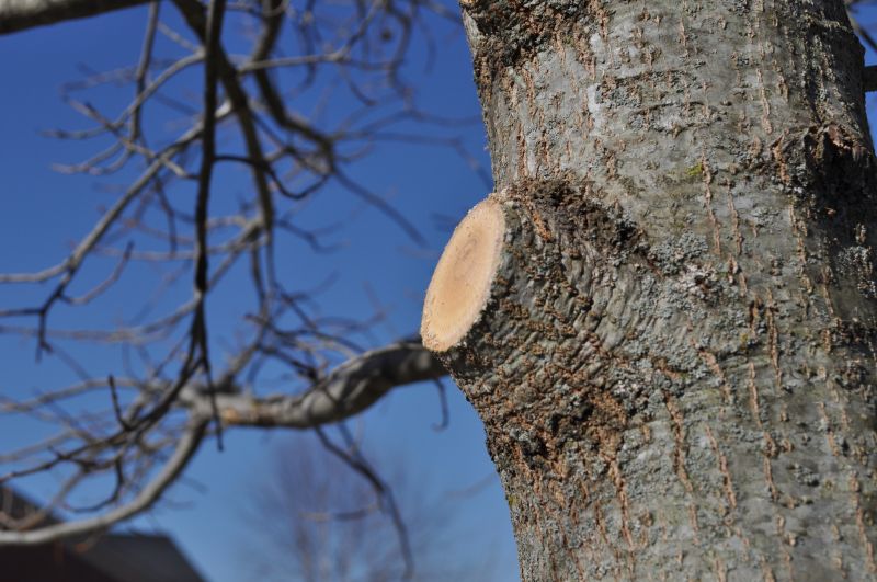 Branches Pruning in Reno, NV