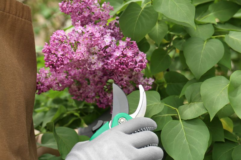 Butterfly Bush Pruning in Aiken, SC