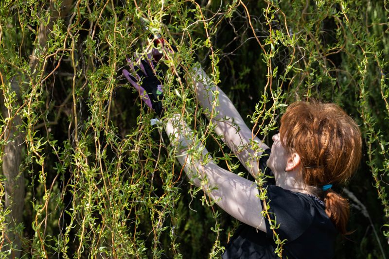 Canopy Pruning in Pottstown, PA