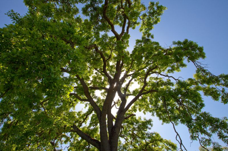 Canopy Pruning in San Jose, CA