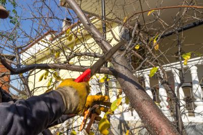 Cedar Tree Pruning in San Jose, CA