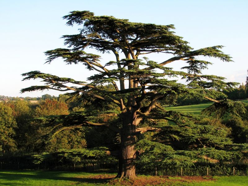 Cedar Tree Trimming in Pottstown, PA