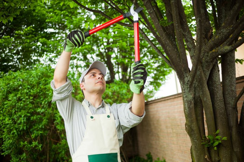 Shrub Pruning Service