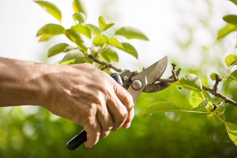 Crape Myrtle Pruning in Rockwall, TX