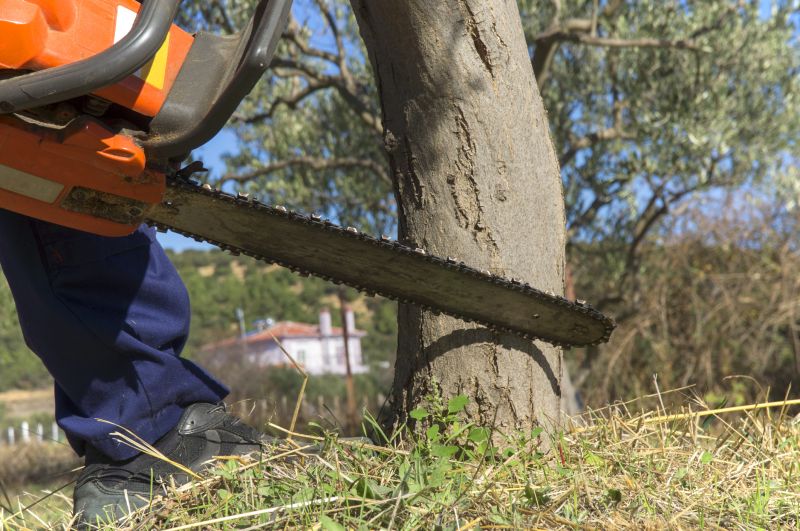 Dead Tree Removal in Reno, NV