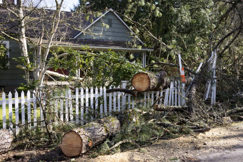 Emergency Tree Removal in San Jose, CA