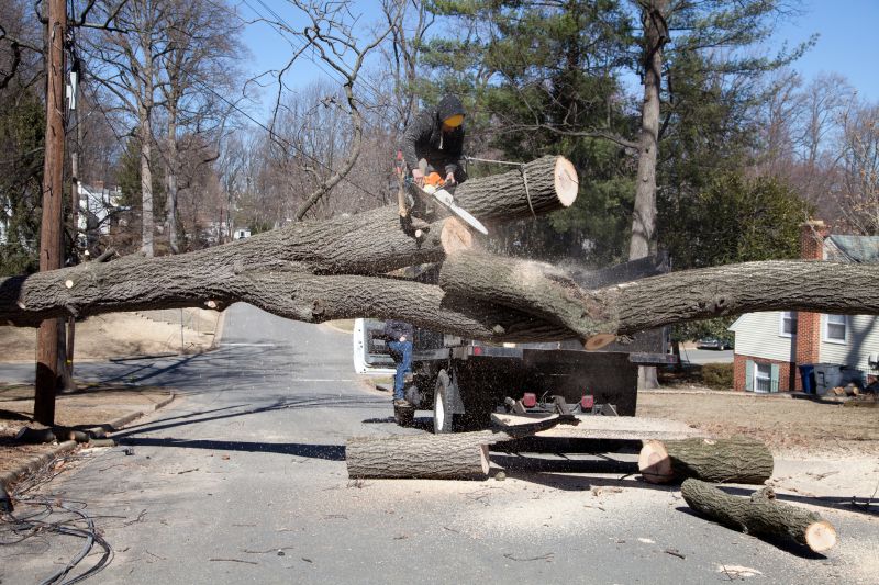 Emergency Tree Removal in San Jose, CA