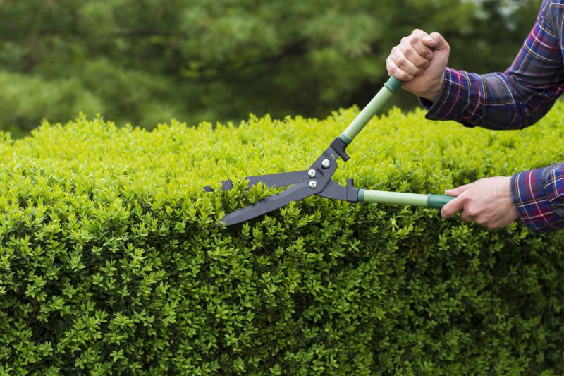 Evergreen Hedge Trimming in Honolulu, HI
