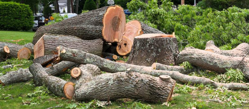 Fallen Tree Removal in San Jose, CA