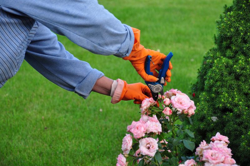 Shrub Pruning Service detail