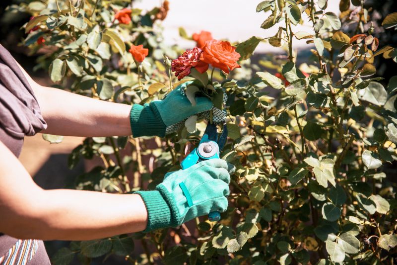 Shrub Pruning Service detail