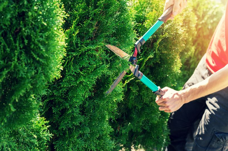 Shrub Pruning Service detail
