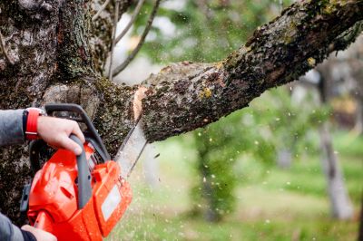 Hickory Tree Trimming in Pottstown, PA