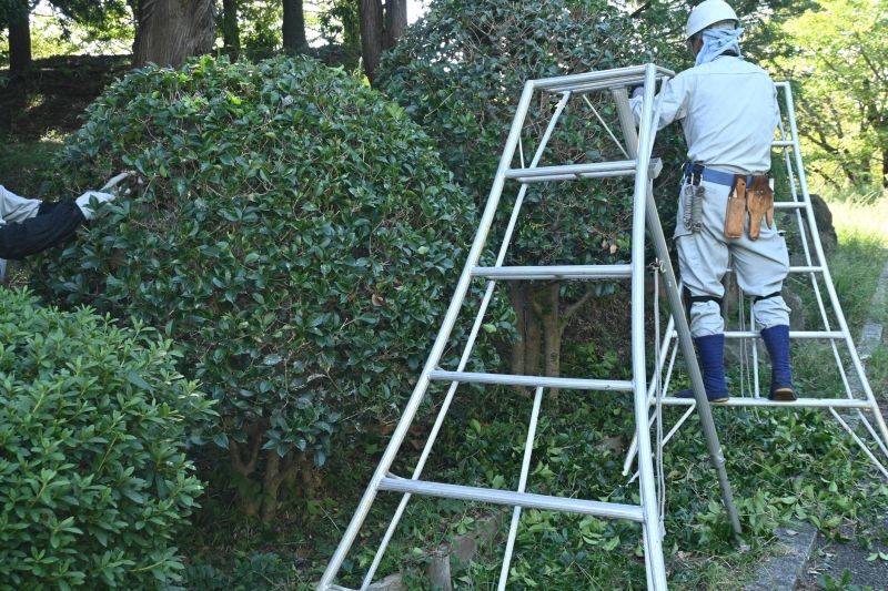 Holly Bushes Trimming in Rockwall, TX