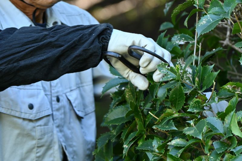Holly Bushes Trimming in Ventura County, CA