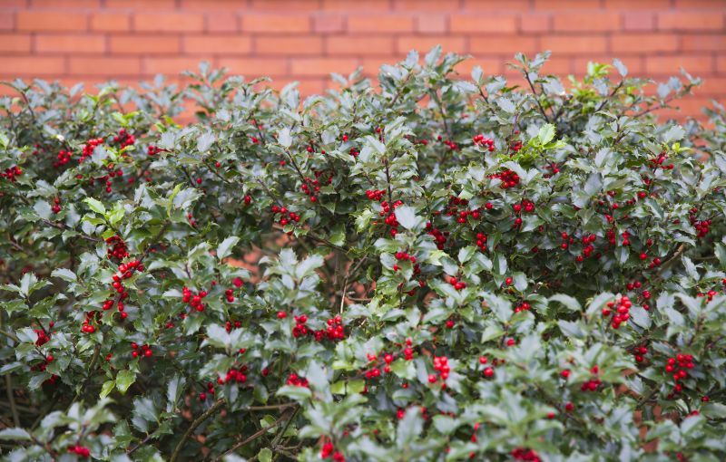 Holly Bushes Trimming in Aiken, SC