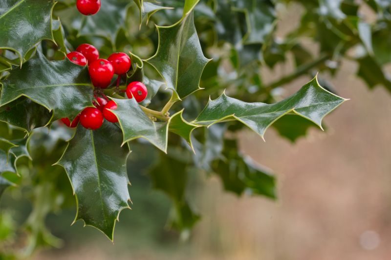 Holly Bushes Trimming in Aiken, SC