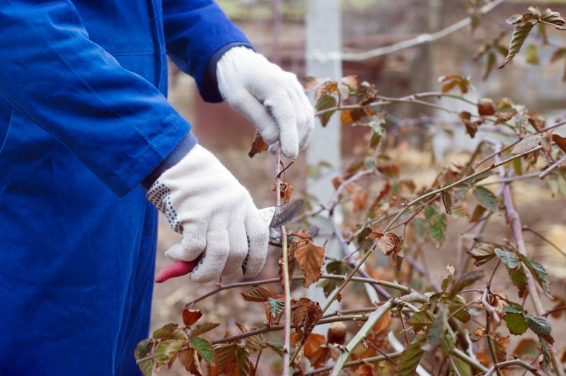 Juniper Pruning in Honolulu, HI