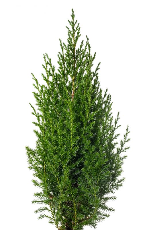 Juniper Trimming in Rockwall, TX