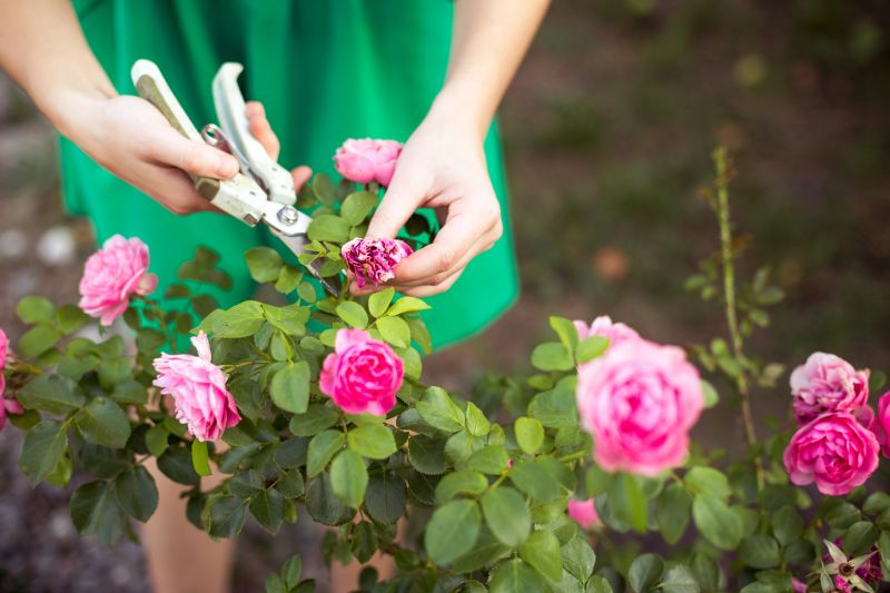 Knockout Roses Pruning in Ventura County, CA