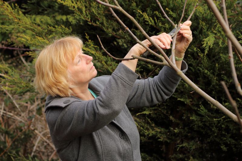 Limb Pruning in San Jose, CA