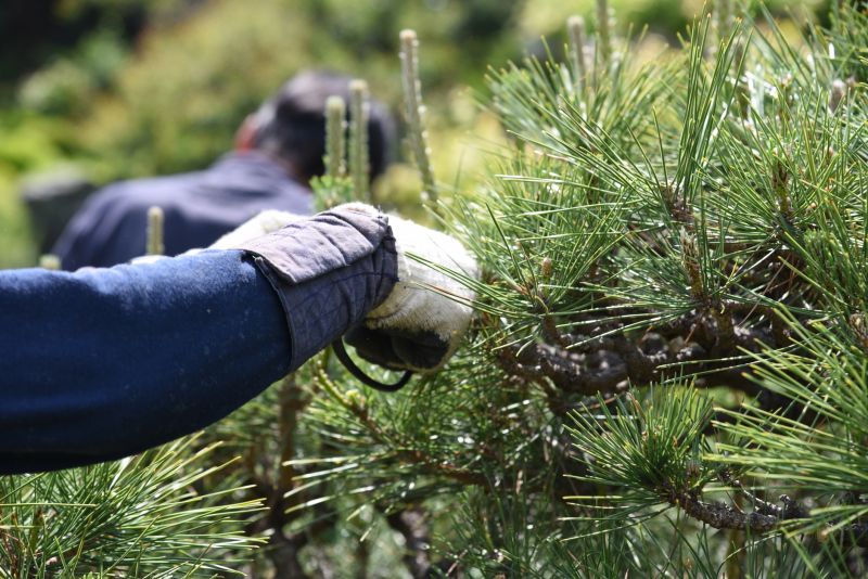Maple Tree Pruning in Doylestown, PA