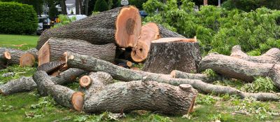 Mimosa Tree Removal in San Jose, CA