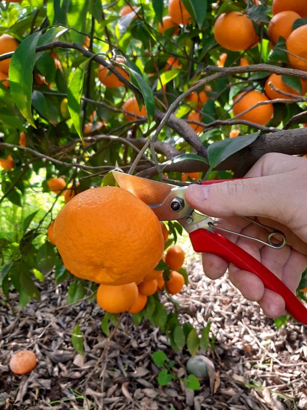 Orchard Tree Pruning in Reno, NV