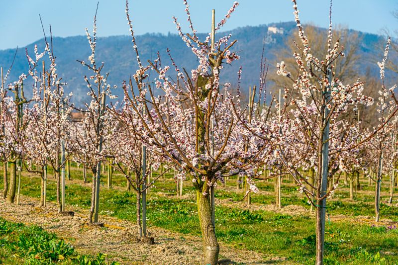 Orchard Tree Pruning in Allentown, PA