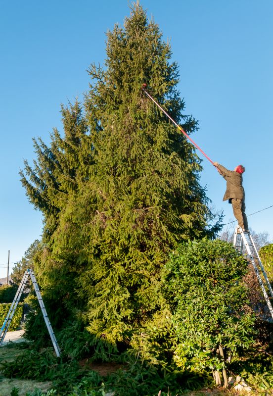 Palm Tree Trimming in Allentown, PA